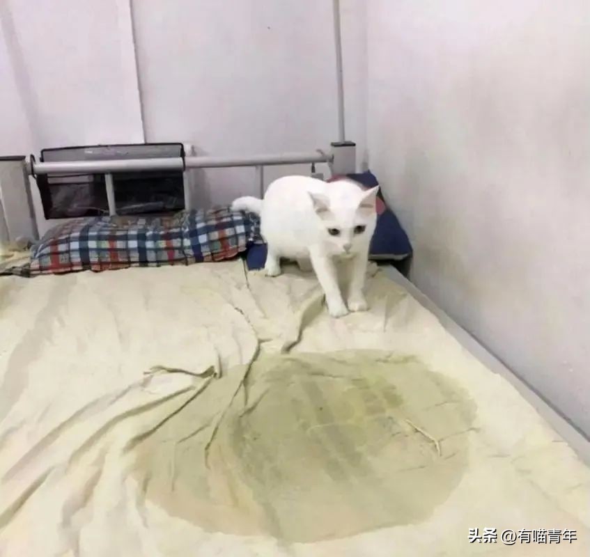 猫咪在交配的时候，究竟爽不爽？