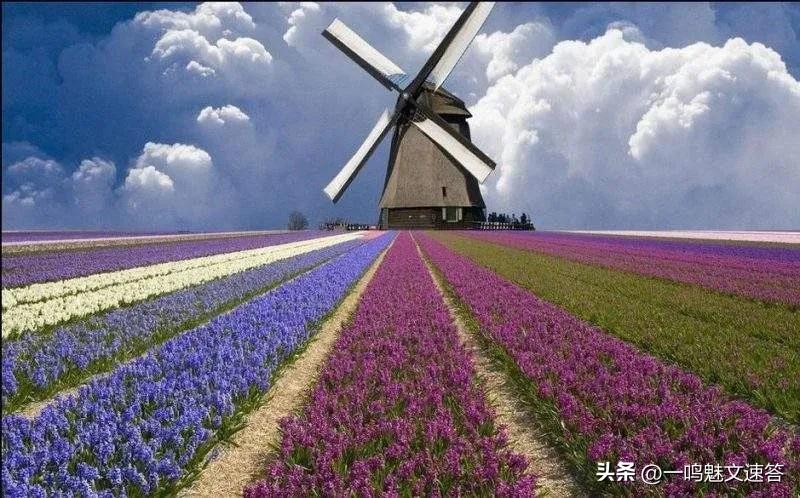 荷兰阿姆斯特丹的特色是什么,荷兰阿姆斯特丹特色行业