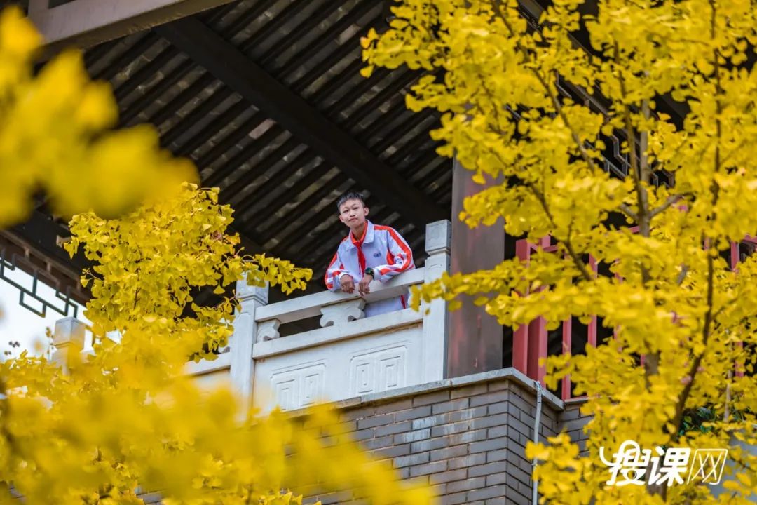 秋季限定|昆明九所学校，送你诗意校园里的一抹金