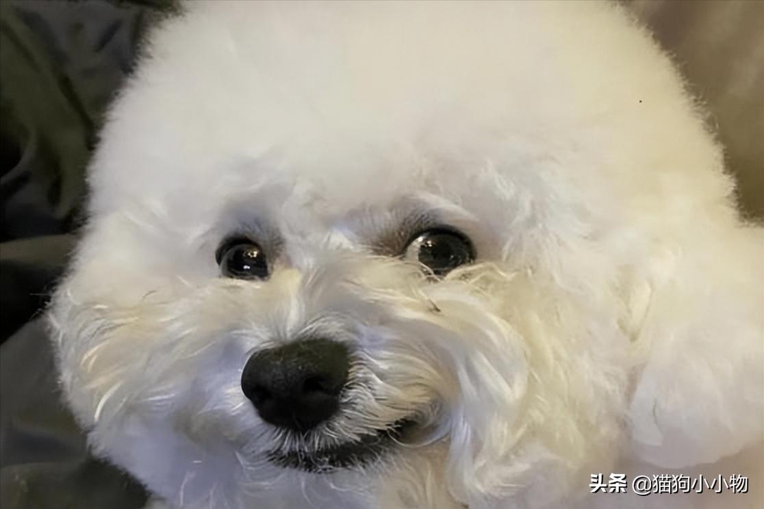 小比熊的睡姿代表什么,比熊睡觉什么姿势是正常的