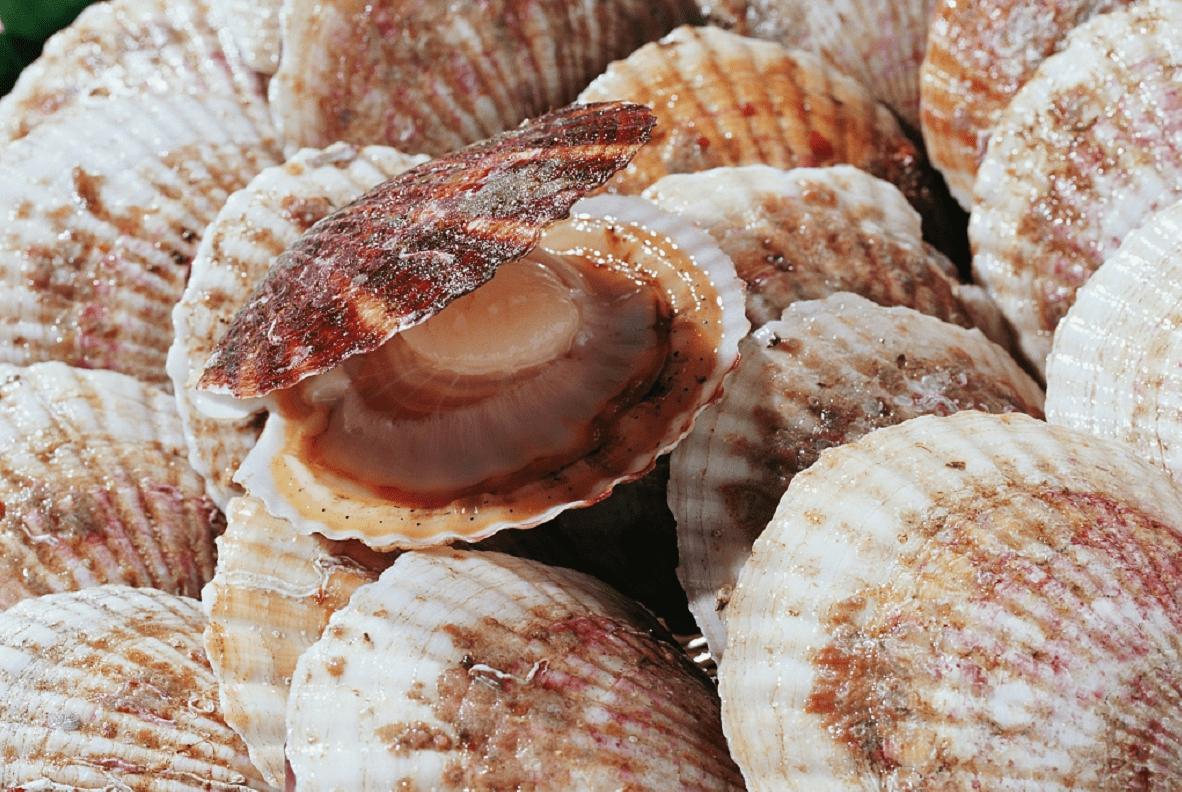 捕获野生大黄鱼2.8公斤,渔民无意捕获野生大黄鱼