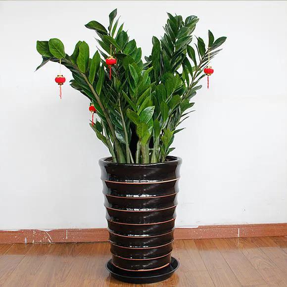 适合家里的高端绿植有哪些,最适合家里的绿植