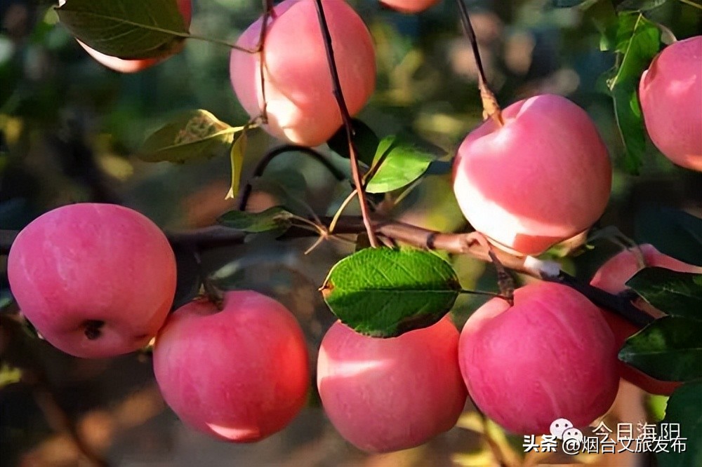 山东海阳十大美丽城市,海阳市全国排名