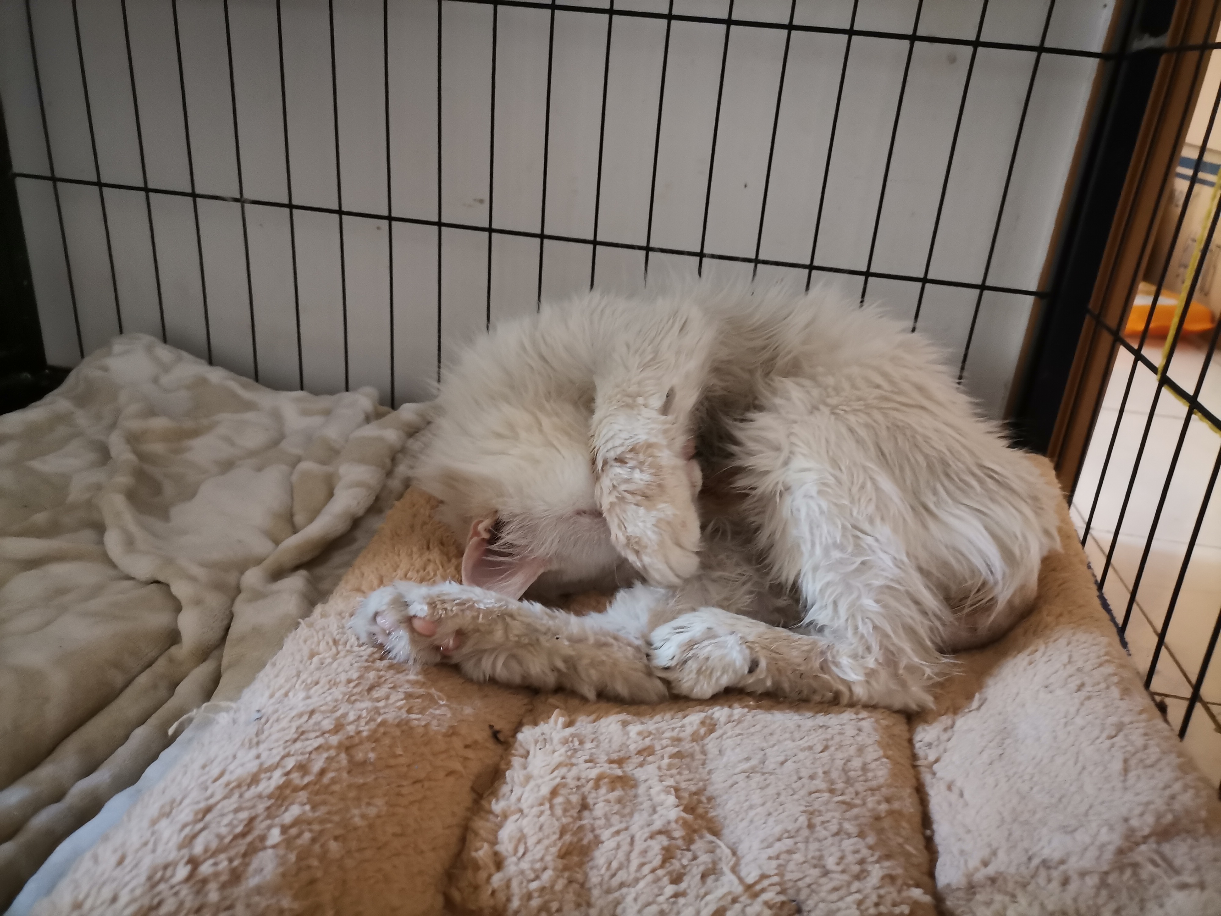 我的第二只猫咪图片,第二只猫来了第一只猫生气