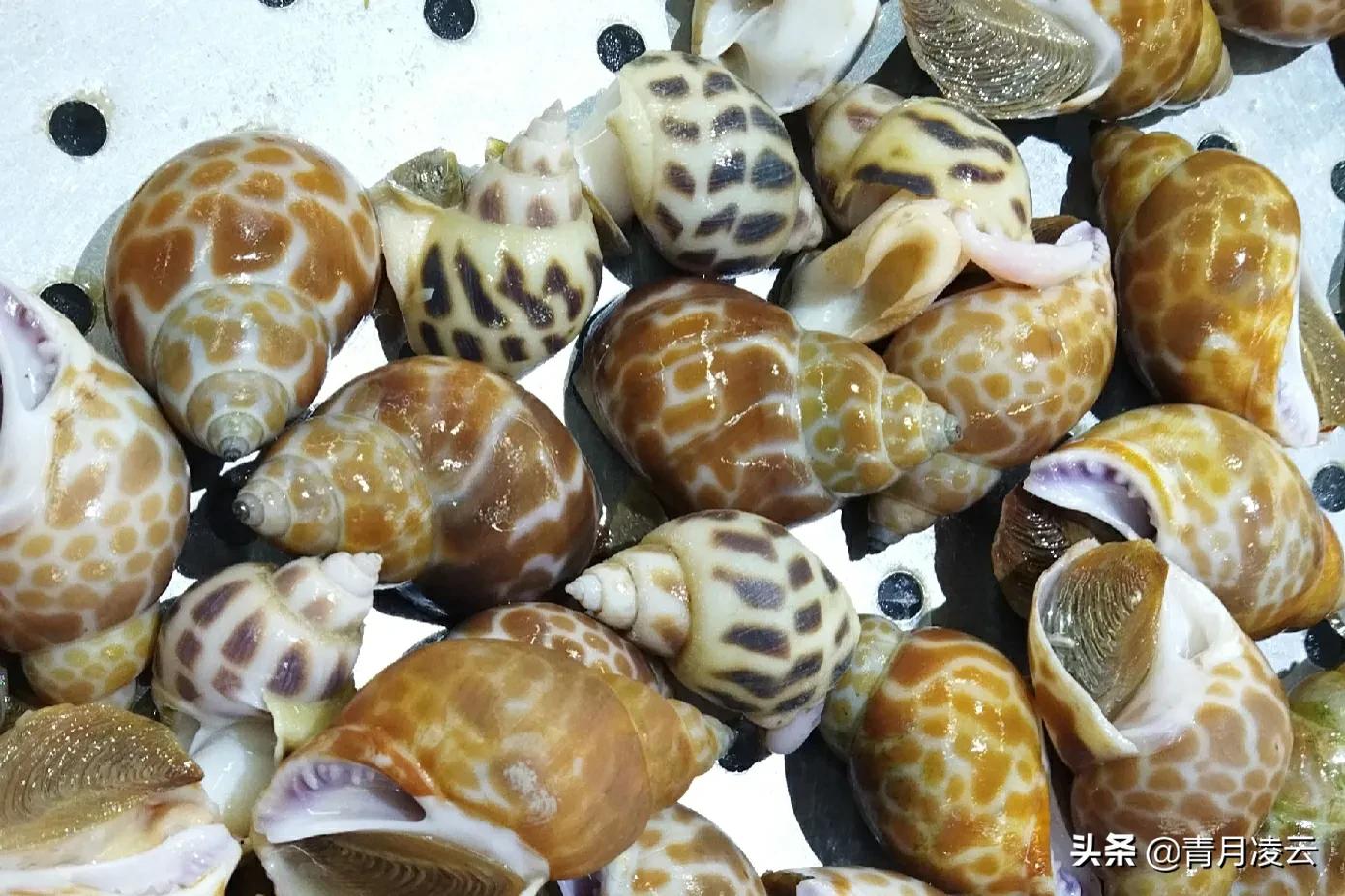 海鲜市场常见海产品图鉴,海鲜市场常见海产品图鉴表图例