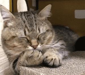 狸花猫和普通的猫咪有什么区别,狸花猫为什么猫咪脖子没有肉