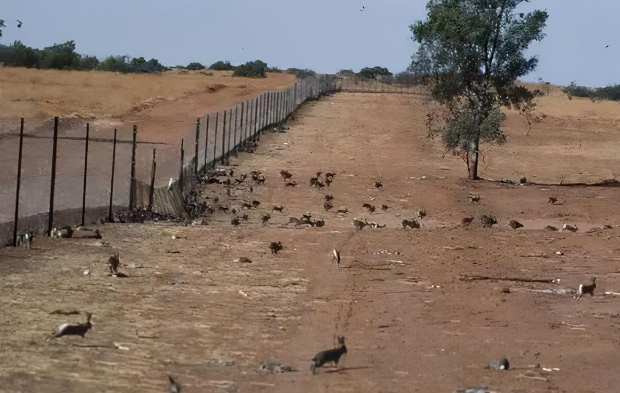 澳洲野兔泛滥成灾到底有多疯狂,澳洲野兔泛滥最严重的地区