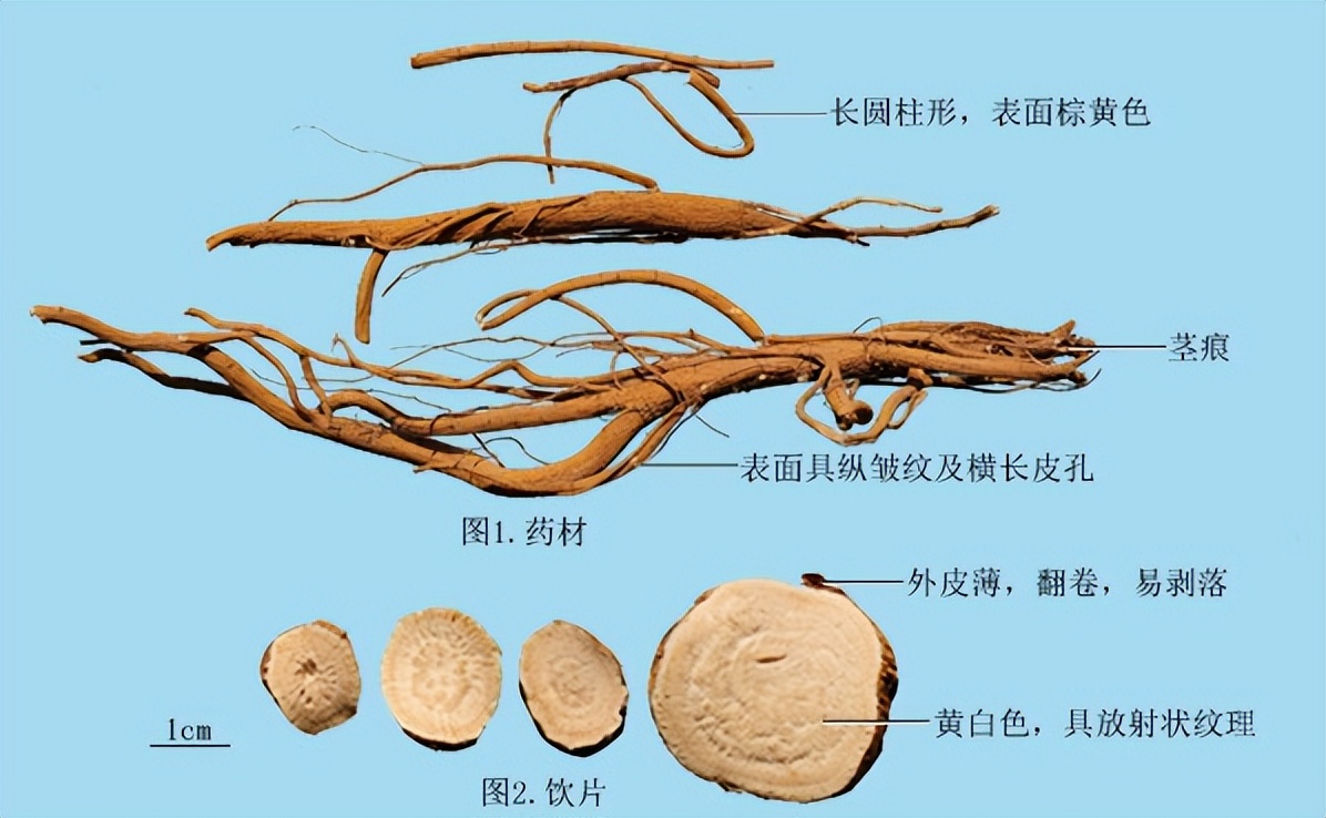 带你识别草药,怎么识别苦参