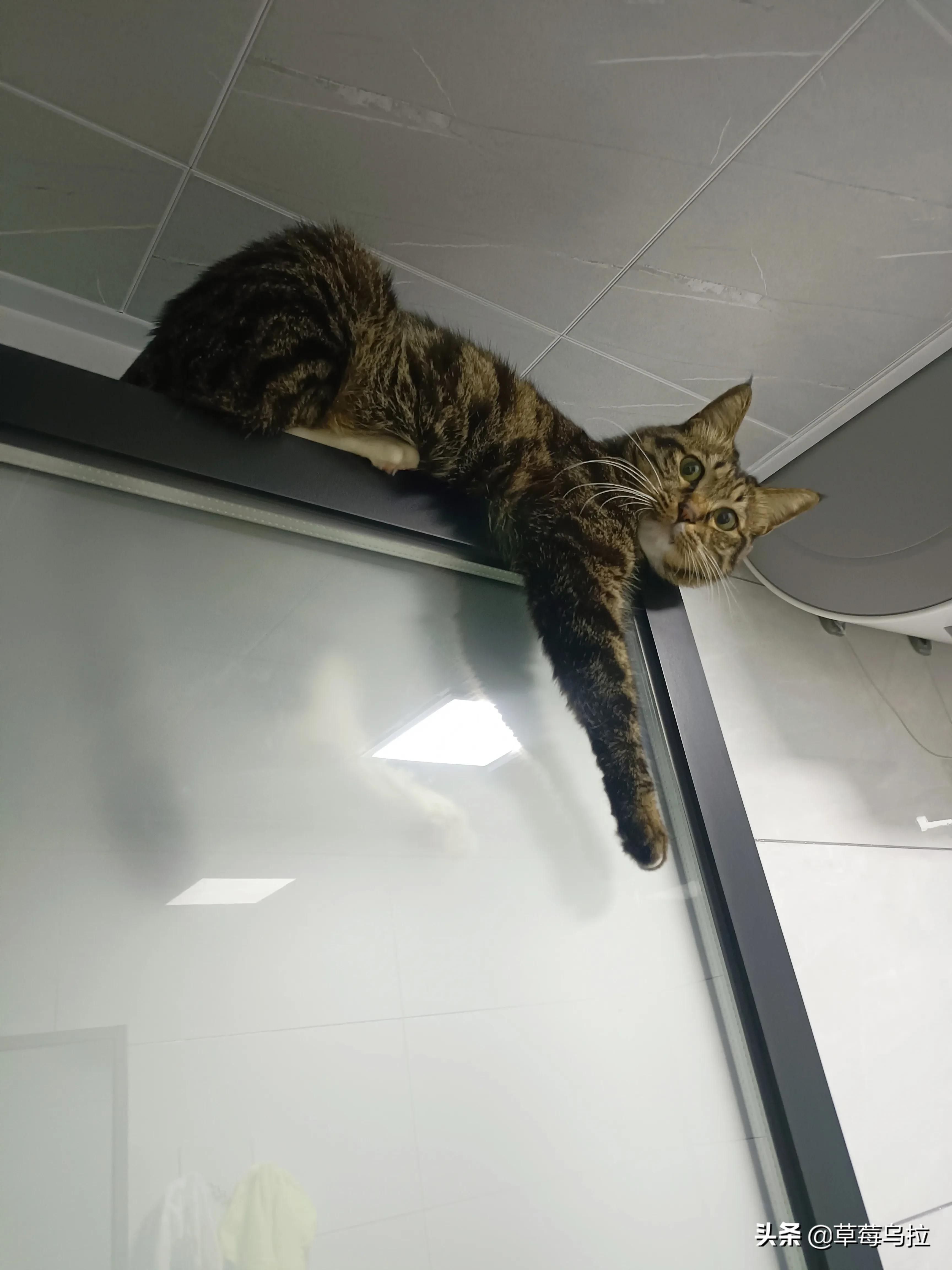 养土猫会不会被人看不起,养土猫真的就低人一等吗