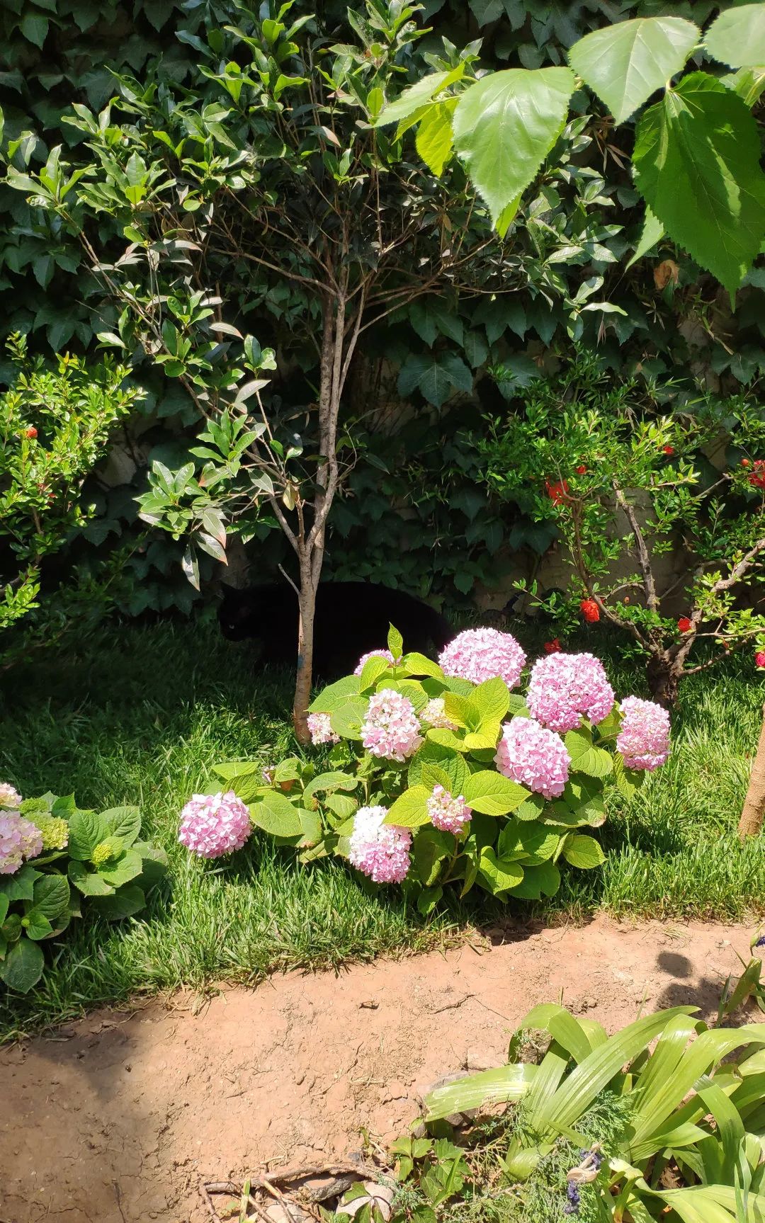 毛森森,观复猫毛森森