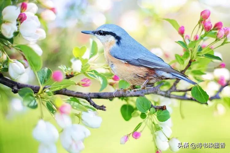 鸟语花香经典古诗,鸟语花香的古诗词有哪些