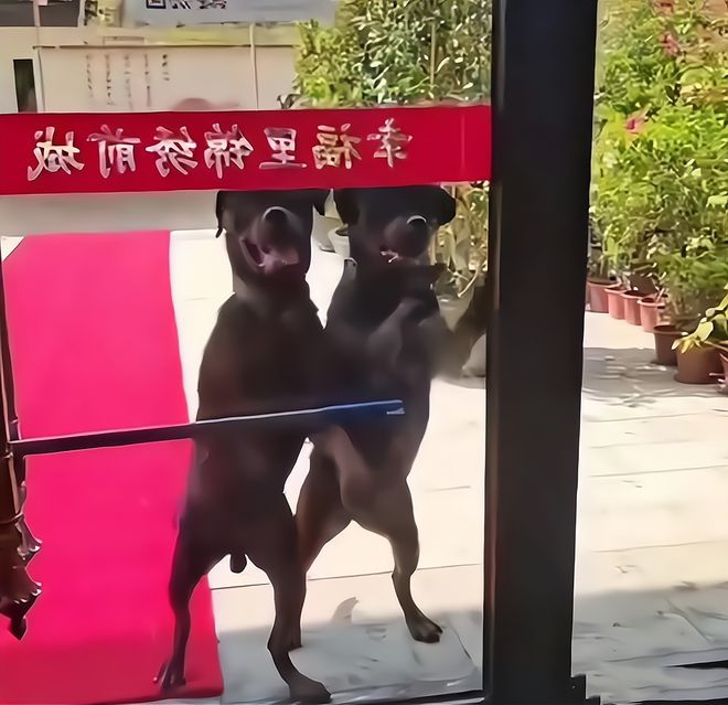 小女孩被恶犬咬原视频,被恶犬咬伤7岁女童状态平稳