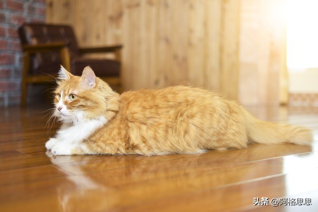 猫咪夏天晚上中暑,夏天猫咪热有什么降暑方法