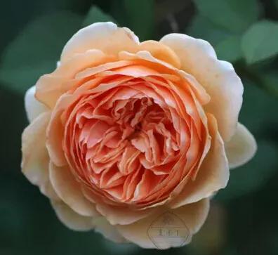 月季美图100张,月季花唯美高清图片大全