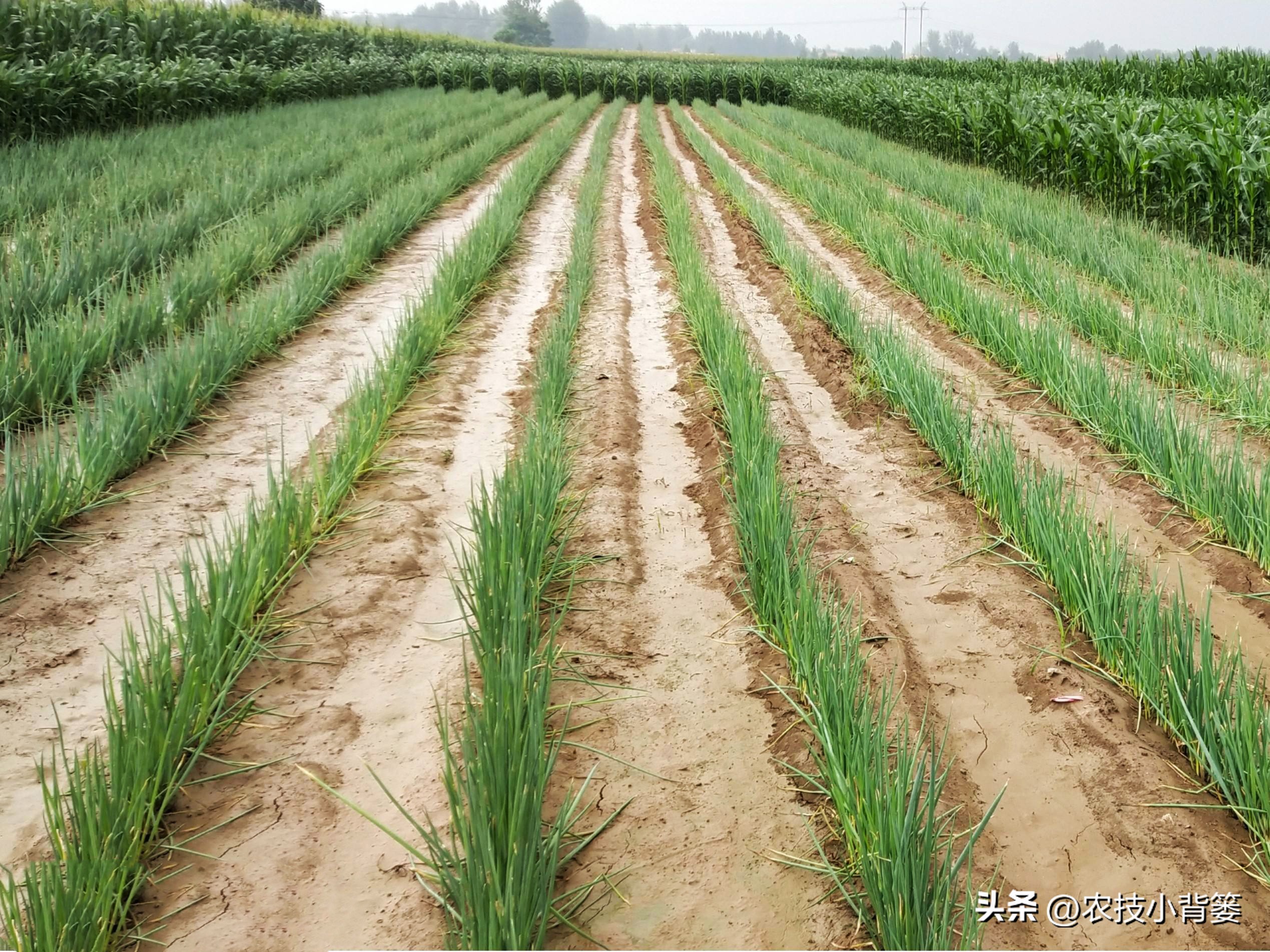 小香葱种植时间和方法视频,小香葱的种植方法和时间