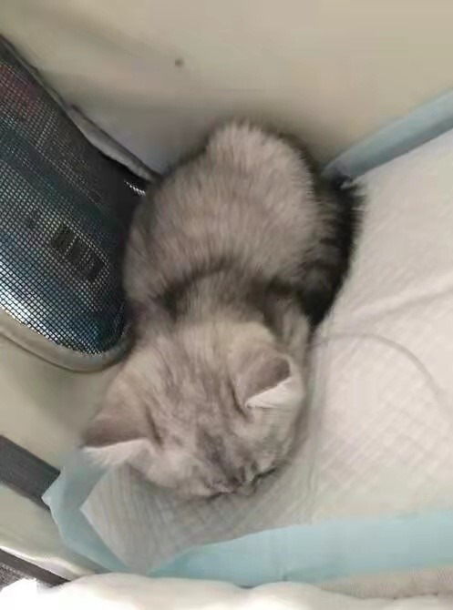 猫咪感染猫瘟吃什么药,猫瘟最初症状有淋巴肿大吗