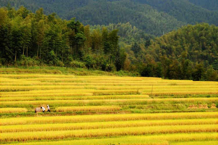 乡土散文名篇,乡土纪实散文原创