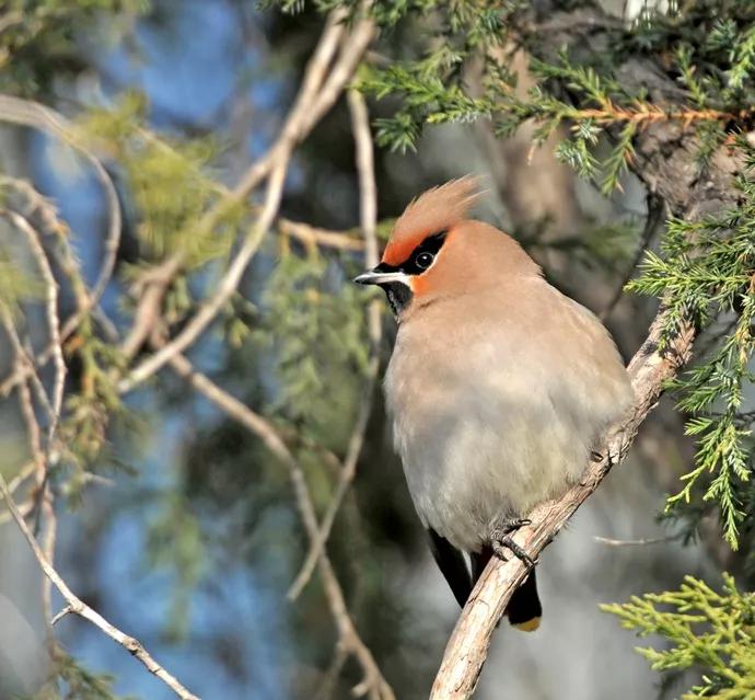 太平鸟图片素材,太平鸟图片大鸟