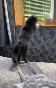 女婿发错信息给丈母娘新闻,女婿错把信息发给岳母怎么回复