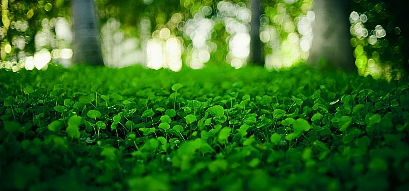 为什么四叶草是幸运的象征,为什么四叶草会被认为是幸运的