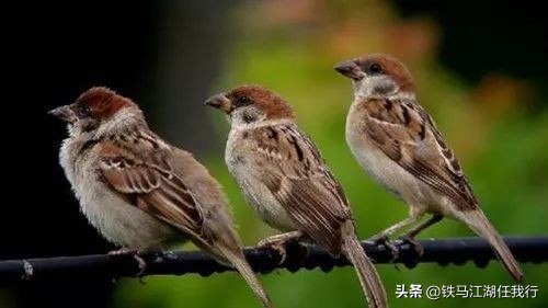 骂街的女人是什么样子,骂街的女人