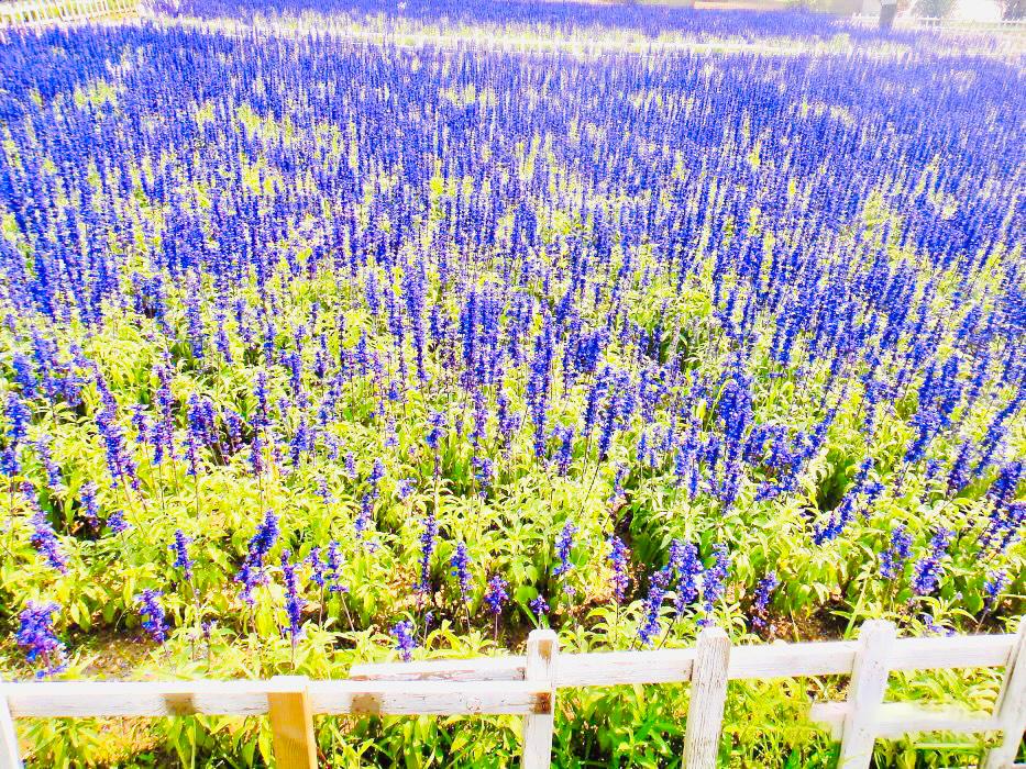 沈阳游玩景点推荐花海,沈阳赏花景点排名前十