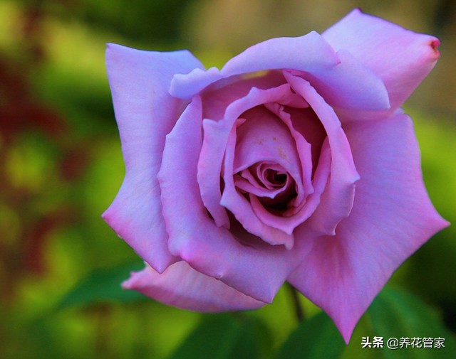 哪种紫色的月季最好看,蓝紫色的月季有哪些