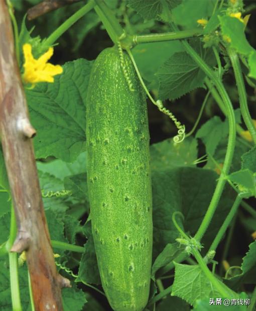 黄瓜种植方法和技术,王秀云种植黄瓜技术
