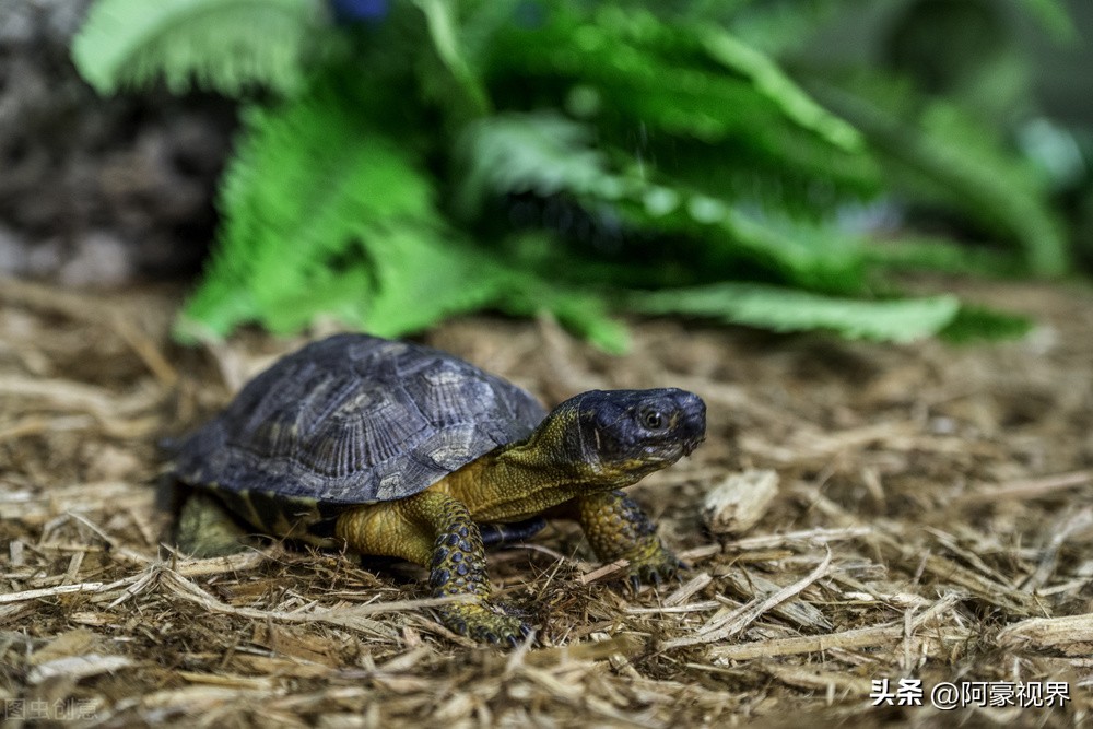坟前长竹须迁坟,坟前长竹寓意步步高升竹报平安