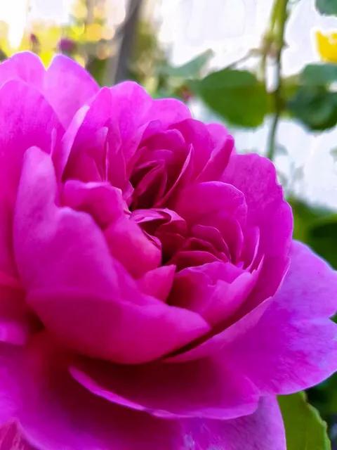 安妮公主月季优缺点,安妮公主月季耐热