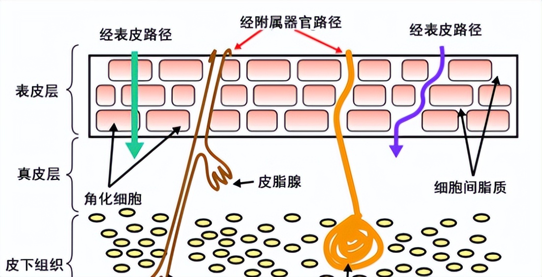 保湿护肤品对皮肤有影响吗,皮肤特别薄适合用护肤品吗