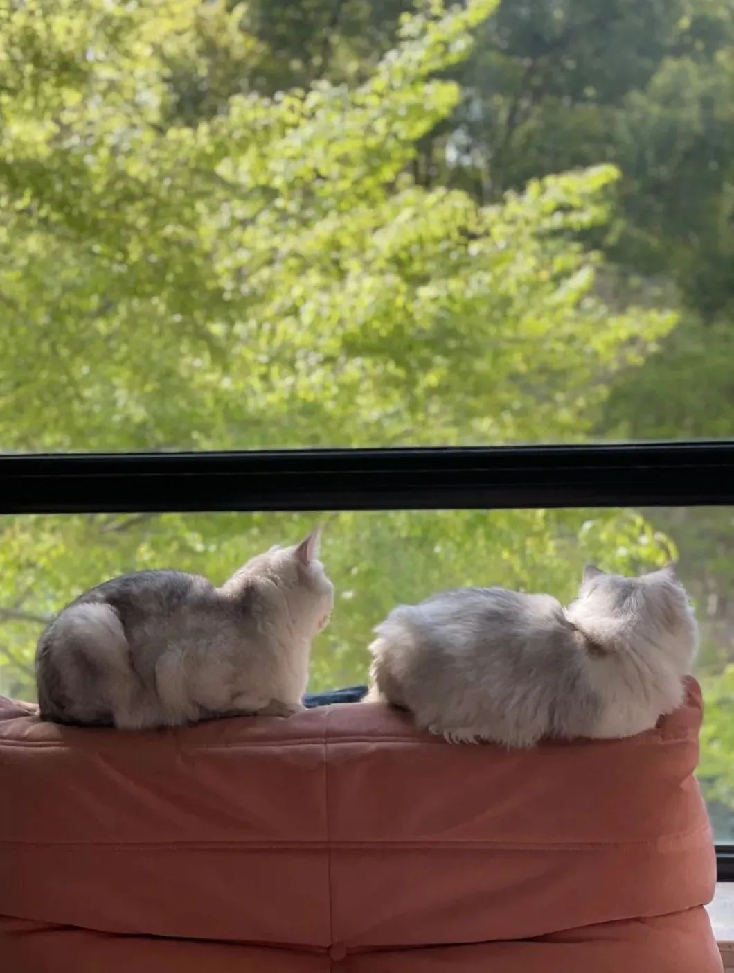 全国首个宠物方舱媒体评论,全国首个宠物方舱建成