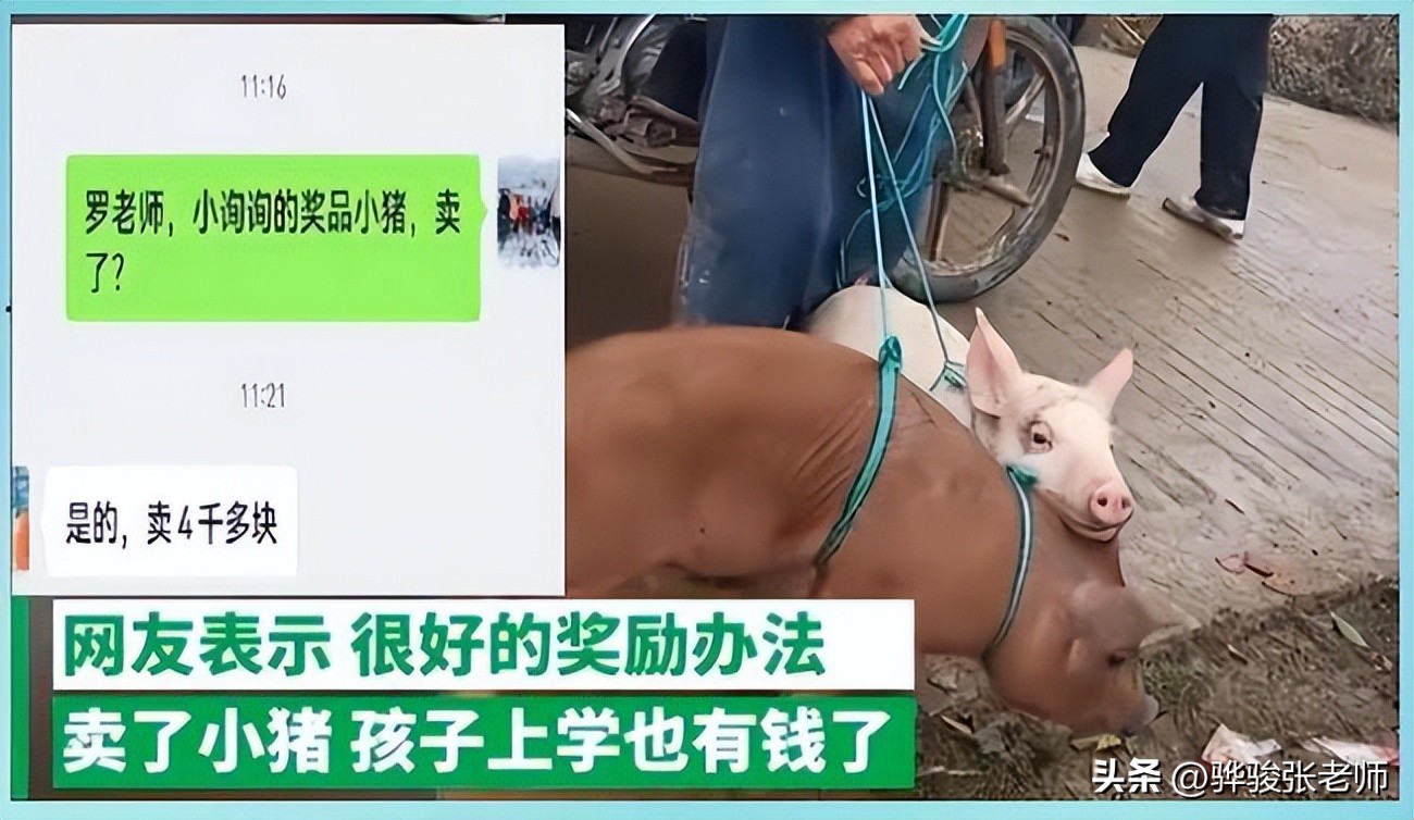 支教老师买20头小猪奖孩子，男孩喂养9个月卖4千元，这是育人