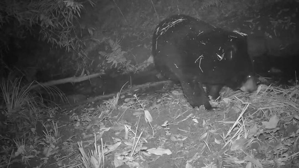 云南哀牢山有黑熊吗,云南深山老林发现黑熊