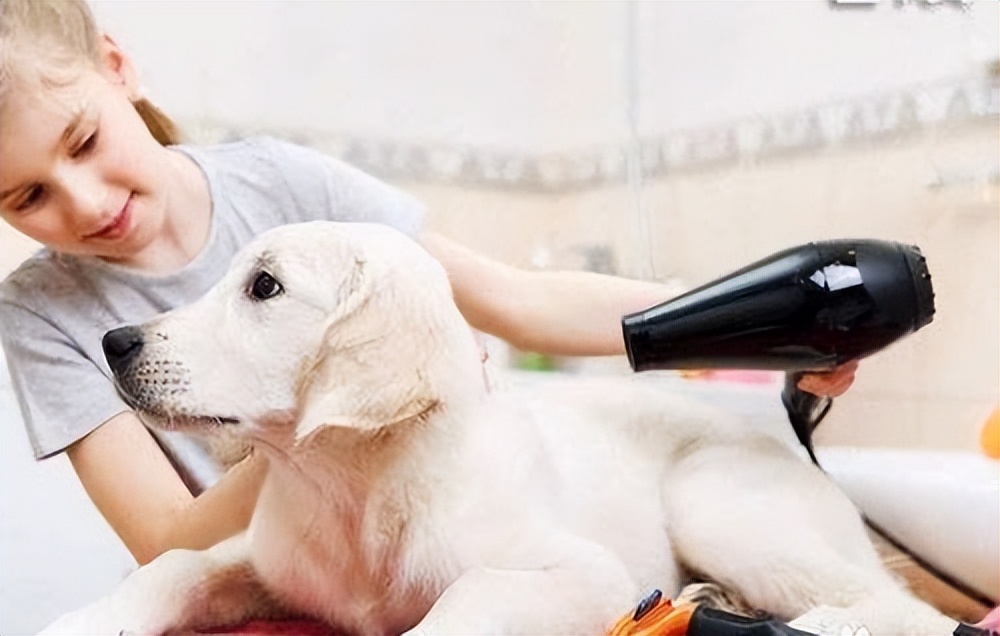 怎么帮狗狗剪头发,怎么帮狗狗洗澡最舒服最简单