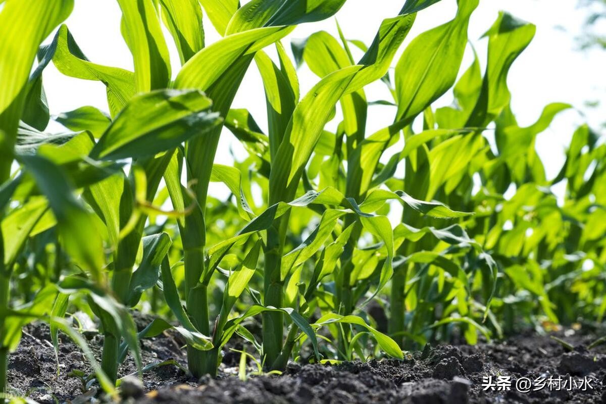 玉米出现紫苗的原因,玉米苗刚出苗发紫色是怎么回事