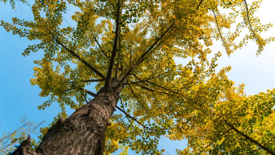 郑州遛娃免费景点大全,郑州市区免费遛娃好去处