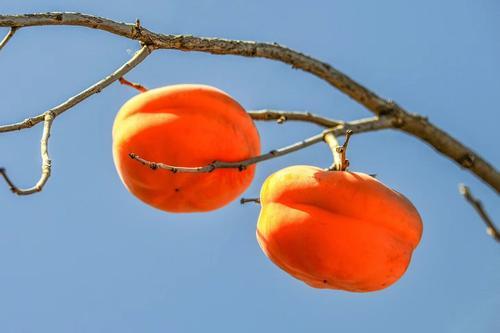 天津有哪些特色土特产,天津的特产什么地方的最正宗