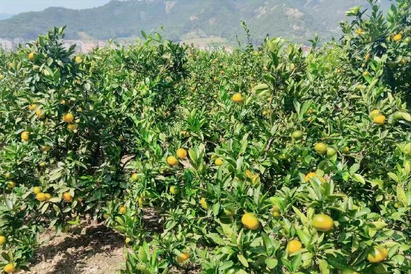 日本柑橘起源,日本柑橘来历