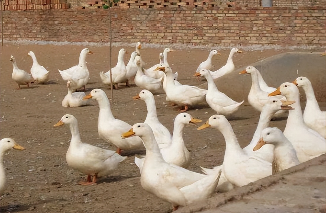 鸭子下螺纹蛋怎么回事鸭子下螺纹蛋怎么解决母鸭下畸形蛋是什么