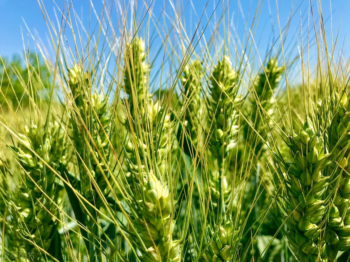 真实的自我与虚假的自我,真实的自我和虚假的自我