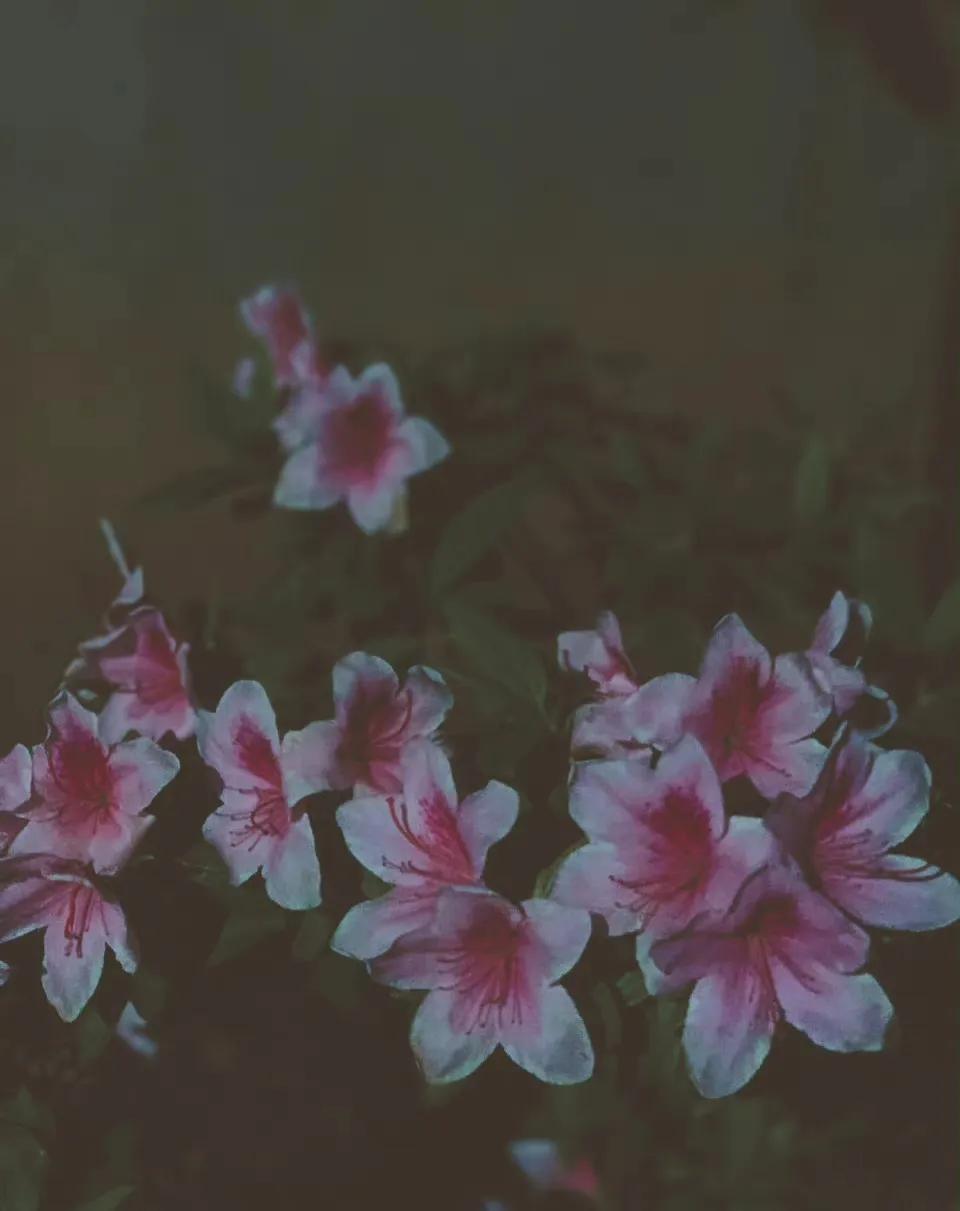 悲观主义的花朵原著小说,悲观主义的花朵