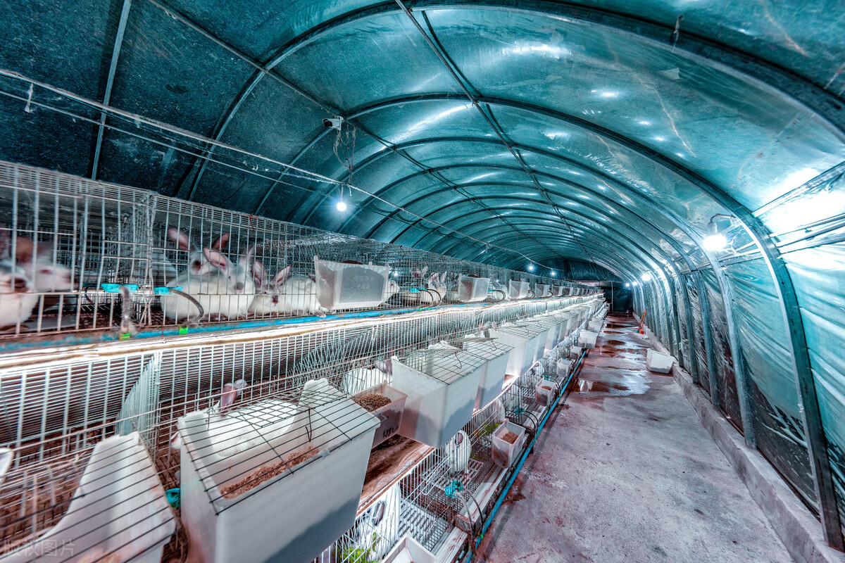 北京的养殖业发展前景,农村养殖业有发展前景吗