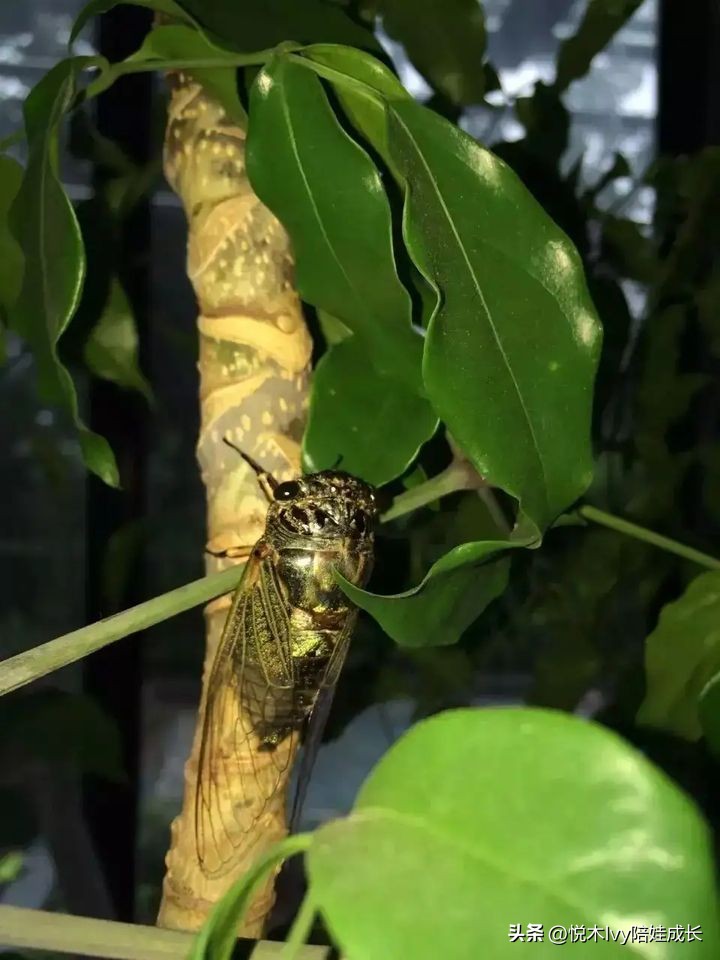 辛弃疾西江月稻花香里说丰年赏析,辛弃疾的西江月稻花香里说丰年