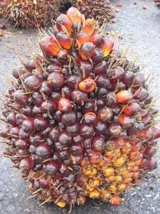 100多种罕见水果欣赏,100种罕见水果名字