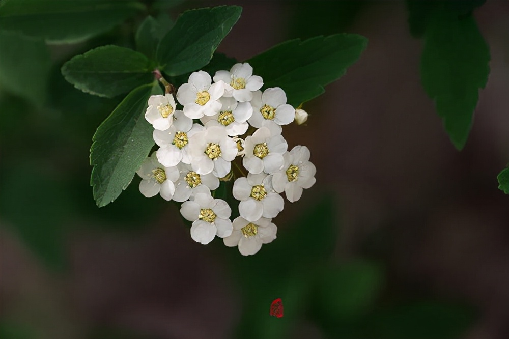 百种鲜花图片欣赏,十种最美丽的鲜花