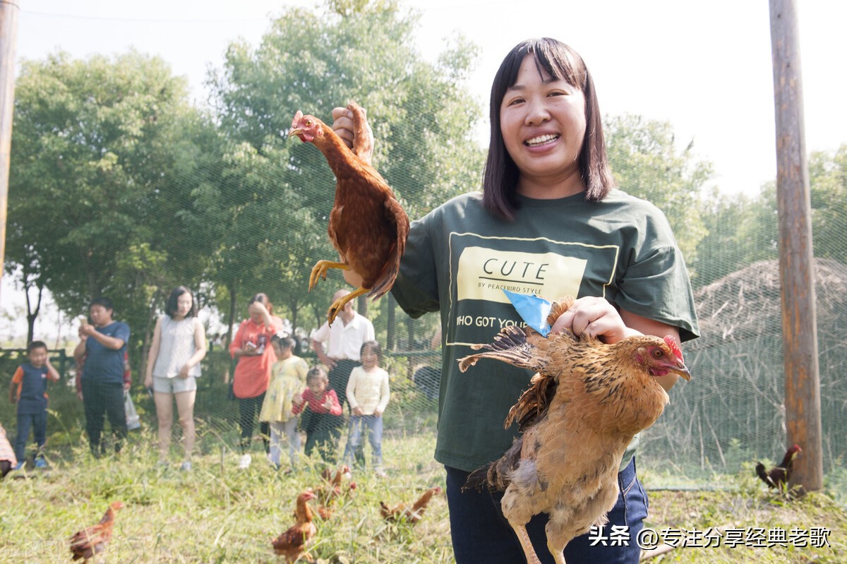 去山上捉鸡买鸡蛋,去山里抓一只大公鸡