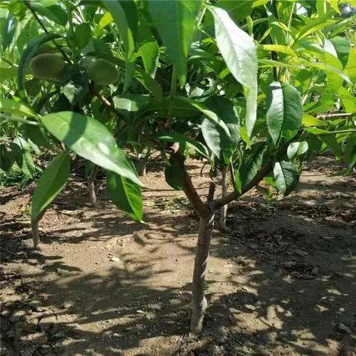 怀念旧时光黄桃罐头文案,怀念小卖部的零食黄桃