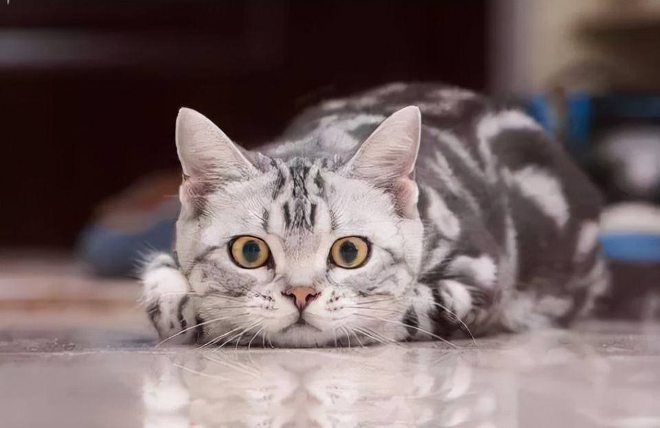 选择猫的五大要点,养猫咪新手入门选什么猫