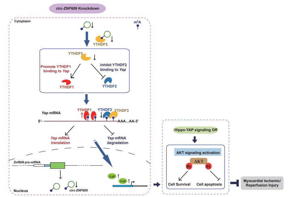缺血性心脏病能治好么,心肌缺血再灌注诊断和治疗指南